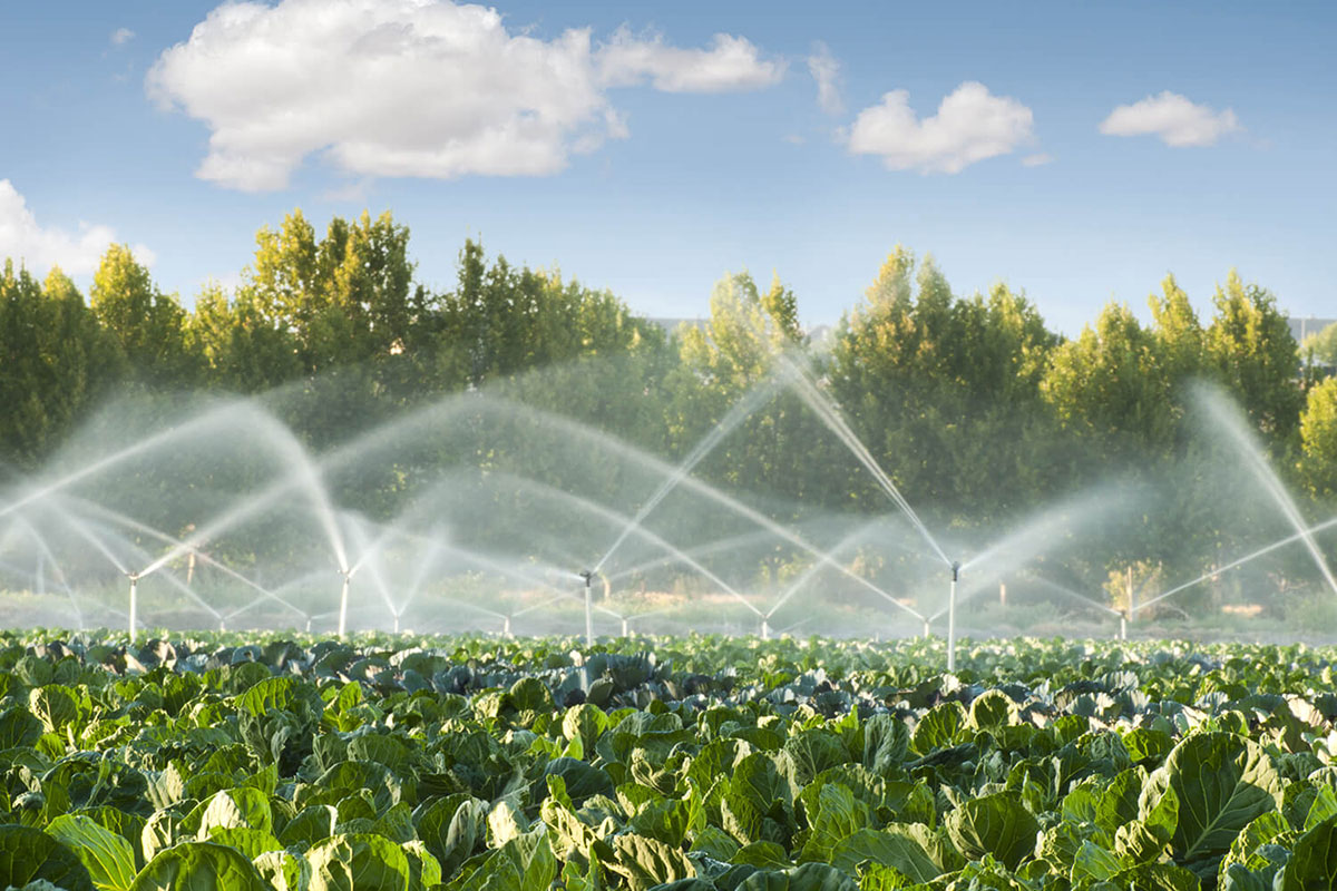 Irrigation-systems-in-a-green-vegetable-garden-By-Deyan-Georgiev_thumb