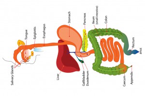 1314_M9-Djordje-Stojanovic---Digestive-system_o