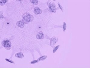 Prijave za vakcinaciju studenata